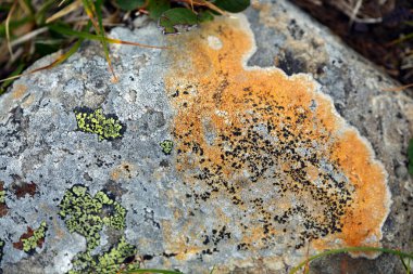 Sayan Dağları 'ndaki kayalıklarda ve yeşil çimlerde güzel renkli yosunlar.