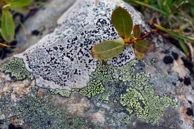 Sayan Dağları 'ndaki kayalıklarda ve yeşil çimlerde güzel renkli yosunlar.