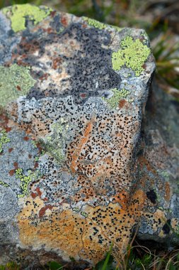 Sayan Dağları 'ndaki kayalıklarda ve yeşil çimlerde güzel renkli yosunlar.