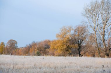 Manzaralı sonbahar meşe koruluğu, sararmış yapraklar, soğuk bir sabahta çimlerin üzerinde don.