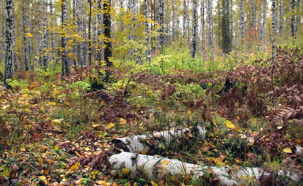 Malowniczy Jesienny Krajobraz Kolorowym Lasem Mieszanym Liści Pochmurny Dzień — Zdjęcie stockowe