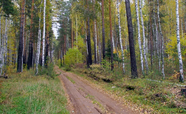 Paisaje Otoñal Escénico Con Follaje Colorido Bosque Mixto Día Nublado —  Fotos de Stock