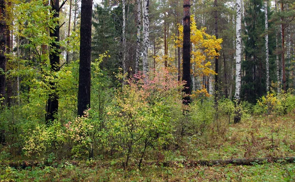 曇り空の下 紅葉の混交林が広がる風景秋の風景 — ストック写真