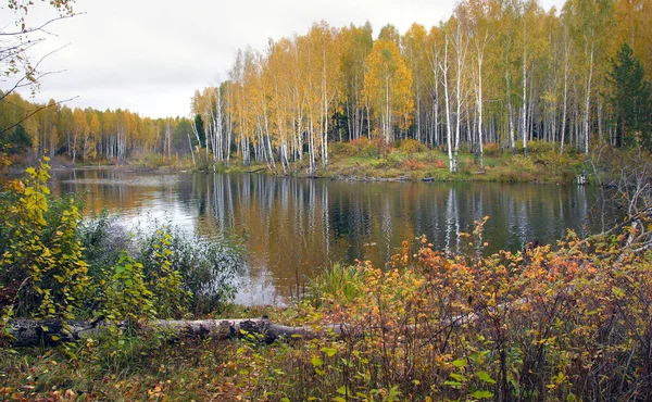 Scénická Podzimní Krajina Pestrobarevné Zeleň Lese Blízkosti Řeky Oblačného Dne — Stock fotografie