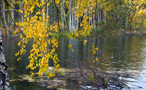 Paysage Automne Pittoresque Feuillage Coloré Dans Forêt Près Rivière Par — Photo