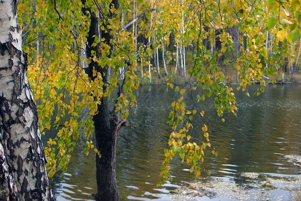 Landschaftliche Herbstlandschaft Buntes Laub Wald Fluss Einem Bewölkten Tag — Stockfoto