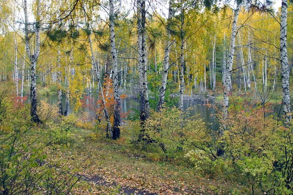Malowniczy Jesienny Krajobraz Kolorowe Liście Lesie Pobliżu Rzeki Pochmurny Dzień — Zdjęcie stockowe