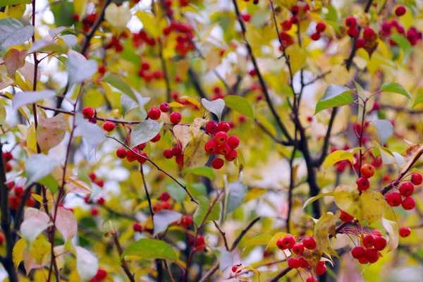 Közeli Kép Érett Vörös Bogyók Viburnum Egy Ágon Őszi Erdőben — Stock Fotó