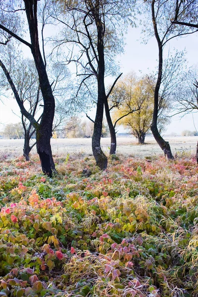 Сценический Осенний Пейзаж Дуба Желтыми Листьями Мороз Траве Холодным Утром — стоковое фото
