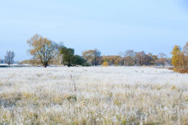 Scenic Autumn Landscape Oak Grove Yellowed Leaves Frost Grass Cold — Stock Photo, Image