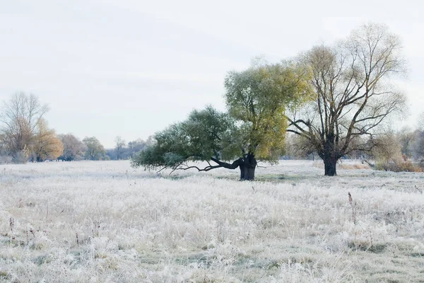 Scenic Autumn Landscape Oak Grove Yellowed Leaves Frost Grass Cold — Stock Photo, Image