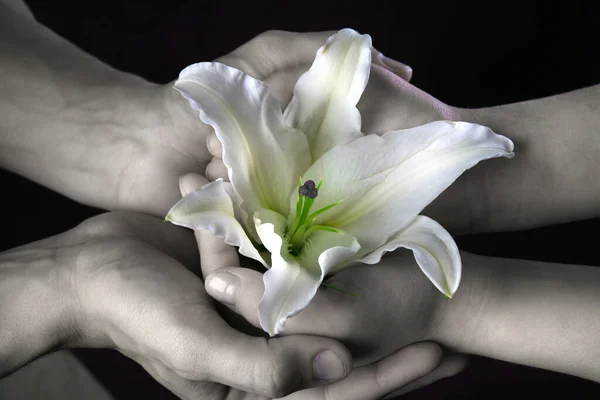 Close Delicate White Lily Hands Background Naked Torso Studio Dark — Stock Photo, Image