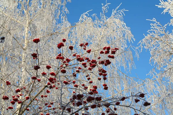 Zimní Krajina Červeného Popela Větvích Mrazu Chladného Dne — Stock fotografie