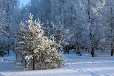 Kış manzarası ağaçları ve çalılar soğuk bir günde buz tutmuş ve kar altında bir şehir parkında.