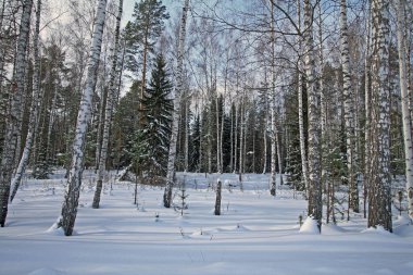 Karlı bir günde, huş ağacından ve çam ağaçlarından oluşan karışık bir orman manzarası.