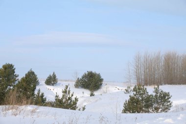 Karlı bir günde, huş ağacından ve çam ağaçlarından oluşan karışık bir orman manzarası.