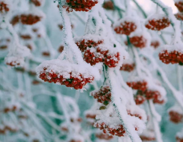 Nahaufnahme Von Roten Vogelbeeren Auf Den Zweigen Frostigen Wintertag — Stockfoto
