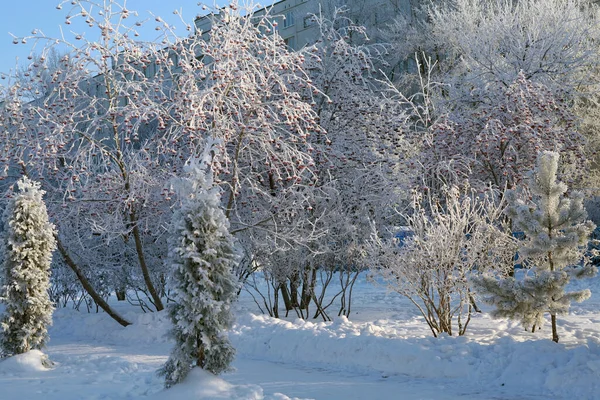 Kış Manzarası Ağaçları Çalılar Soğuk Bir Günde Buz Tutmuş Kar — Stok fotoğraf