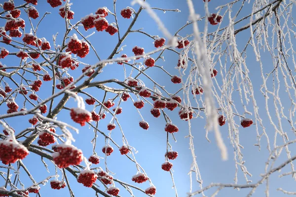 Primo Piano Bacche Sorbo Rosso Sui Rami Nella Gelida Giornata — Foto Stock