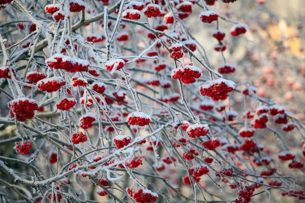 Dondurucu Kış Gününde Donmakta Olan Dallarda Kırmızı Kızılcık Üzümlerinin Yakın — Stok fotoğraf