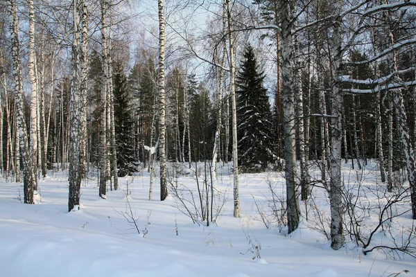 Paisaje Invernal Bosque Mixto Abedules Pinos Día Helado Nieve —  Fotos de Stock