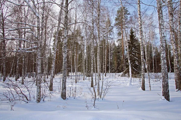 Zimní Krajina Smíšeného Lesa Břízy Borovic Sněhu Mrazivý Den — Stock fotografie