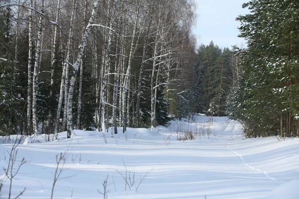 雪の日に白樺と松の混交林の冬の風景 — ストック写真