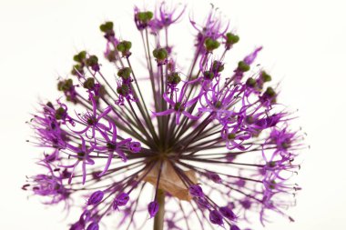 beyaz arkaplanda mor dekoratif soğan stüdyosu