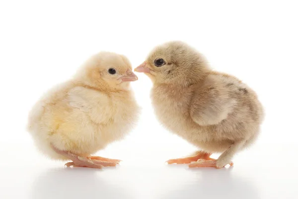 Close Kleine Flauschige Hühner Auf Einem Hellen Hintergrund Studio — Stockfoto