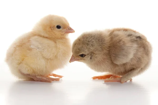 Close Kleine Flauschige Hühner Auf Einem Hellen Hintergrund Studio — Stockfoto