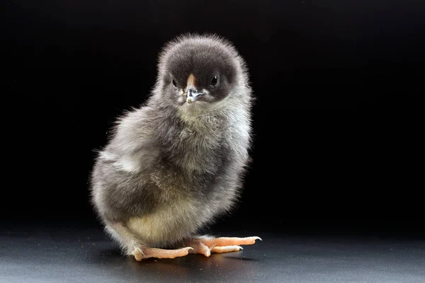 Närbild Liten Fluffig Kyckling Mörk Bakgrund Studio — Stockfoto