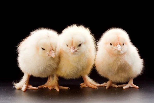 Крупным Планом Маленькие Пушистые Цыплята Темном Фоне Студии — стоковое фото