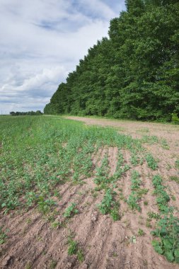 Açık bir günde, ormanın yakınındaki tarlanın kenarına çimenlerle kaplı yaz manzarası.