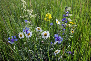 Açık bir yaz gününde yeşil bir çayırda kır çiçekleri.