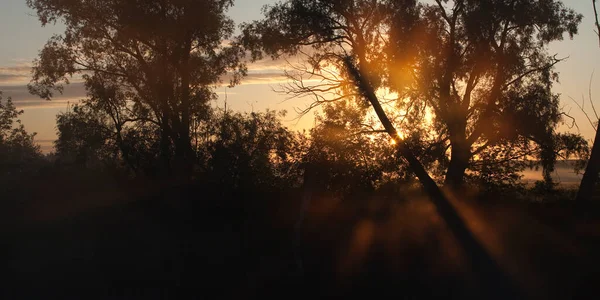 Summer Landscape Bright Rays Rising Sun Trees Early Misty Morning — Stock Photo, Image