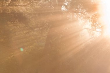 Yaz manzarası. Güneşin doğuşunun parlak ışıkları. Ağaçların arasından.