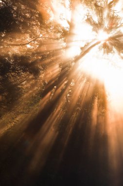 Yaz manzarası. Güneşin doğuşunun parlak ışıkları. Ağaçların arasından.