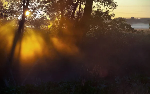 summer landscape bright rays of the rising sun through the trees early misty morning