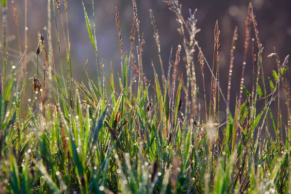 Macro Gras Druppels Dauw Spinnenwebben Stralen Van Ondergaande Zon Zomer — Stockfoto