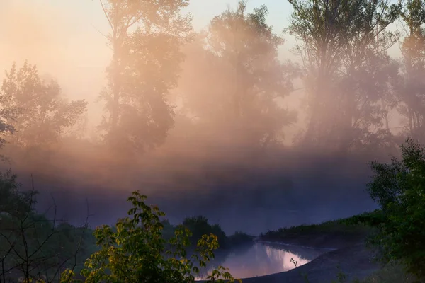 夏の風景朝霧の木々の間から昇る太陽の明るい光 — ストック写真