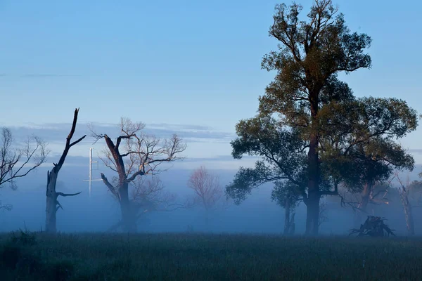 Летний Пейзаж Сказочное Туманное Утро Восходящее Солнце Дубовой Роще — стоковое фото