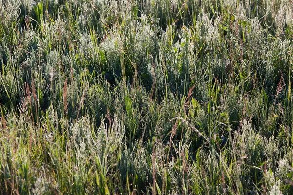 Macro Grass Drops Dew Cobwebs Rays Setting Sun Summer — Stock Photo, Image