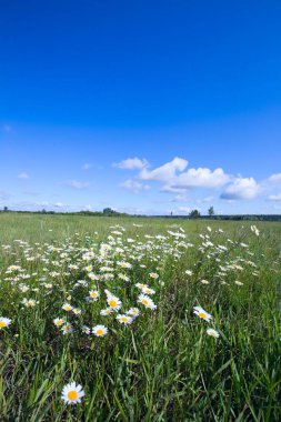 Yaz manzarası papatya tarlası ve güneşli bir günde mavi gökyüzünde beyaz bulutlar.
