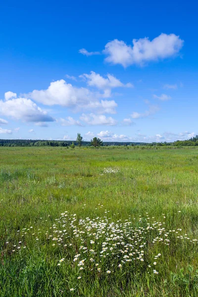 Sommar Landskap Kamomill Fält Och Vita Moln Blå Himmel Solig — Stockfoto
