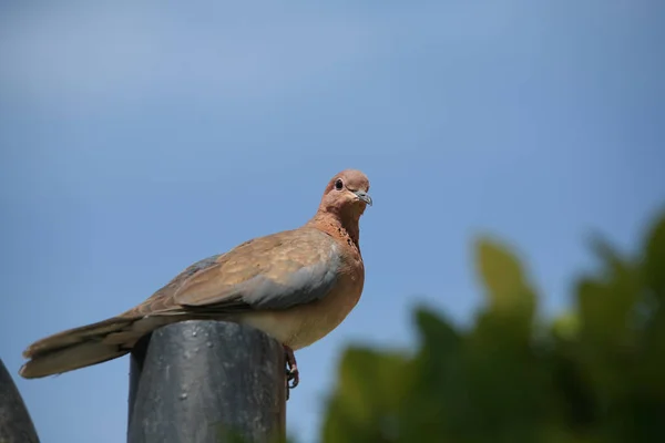 Close Van Een Grijze Duif Het Park Tegen Hemel Van — Stockfoto