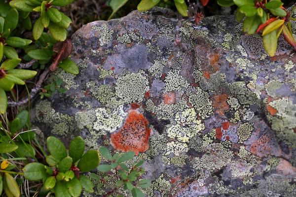 萨扬山脉岩石上的宏观美丽的五彩斑斓的苔藓和绿草 — 图库照片