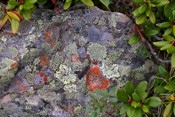 Macro Mooi Kleurrijk Mos Rotsen Sayan Mountains Groen Gras — Stockfoto