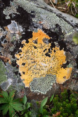 Sayan Dağları 'ndaki kayalıklarda ve yeşil çimlerde güzel renkli yosunlar.
