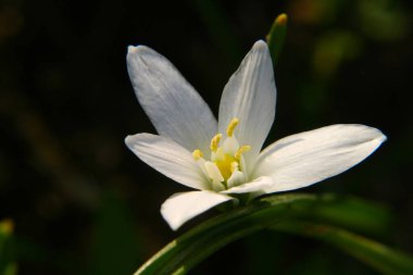 Yakın plan yeşil çimen üzerinde küçük beyaz bir çiçek