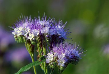 # Mor yabani çiçeklerin yakın plan çekimi # # Gün ışığında çayırda # 